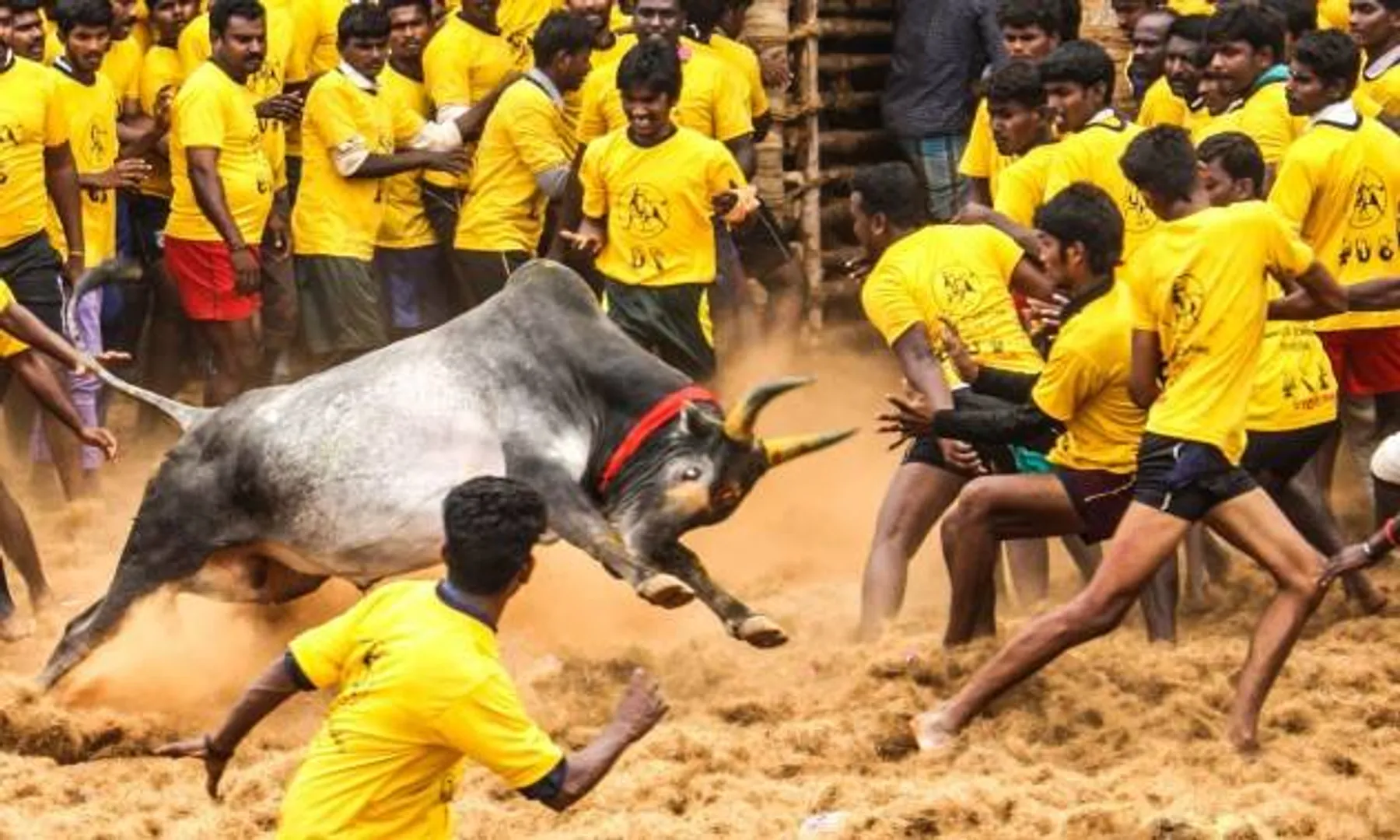  Jallikattu 